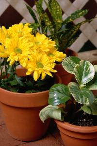 pitcure of a flower